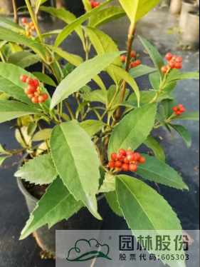 电竞比赛押注app