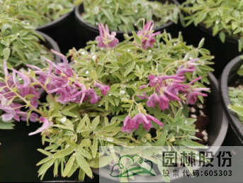 电竞比赛押注app