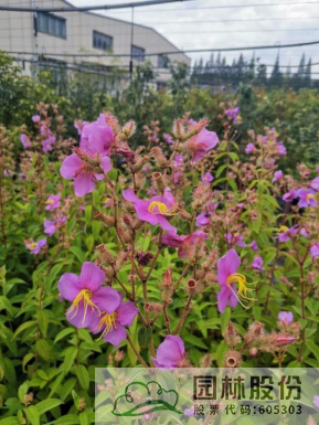 电竞比赛押注app