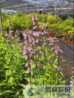 电竞比赛押注app