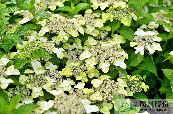 电竞比赛押注app