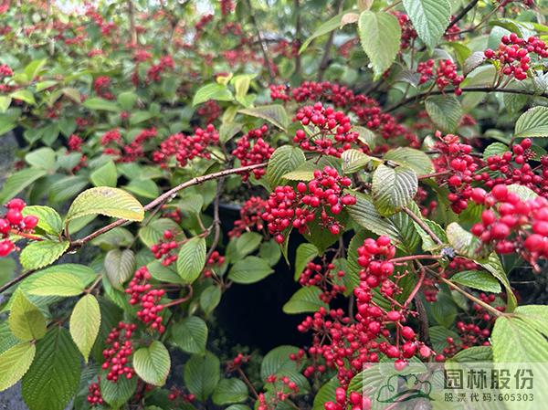 电竞比赛押注app