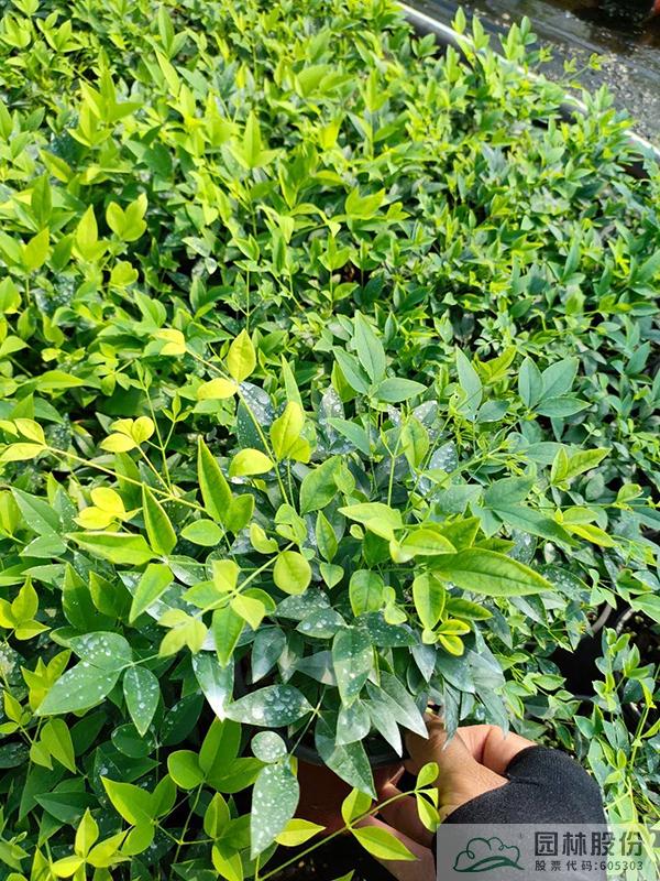 电竞比赛押注app