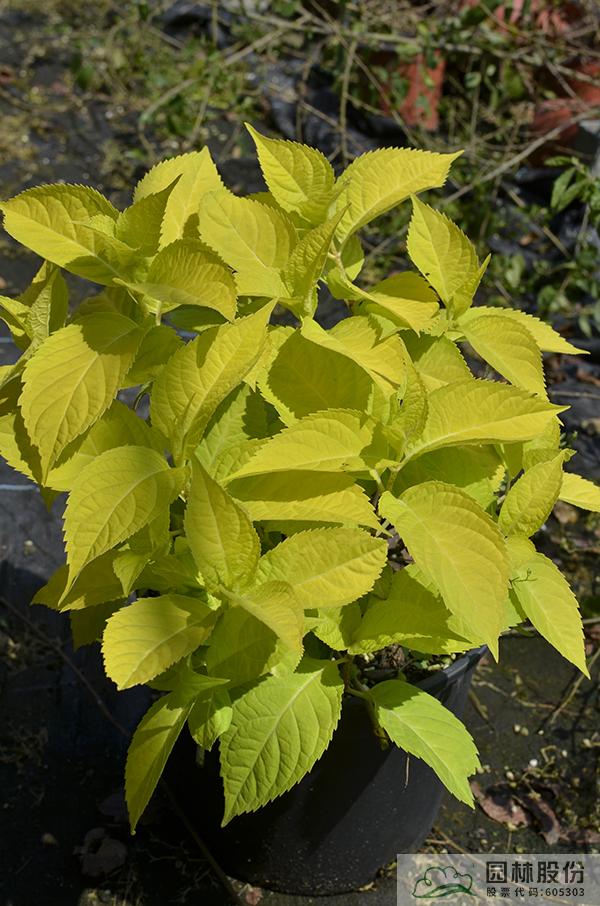 电竞比赛押注app