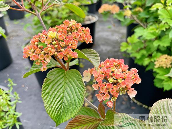 电竞比赛押注app