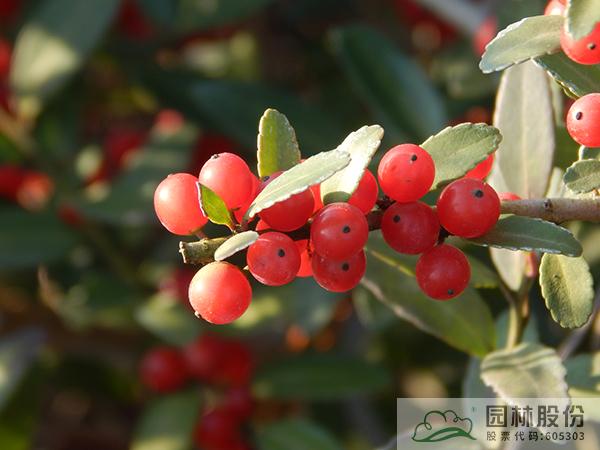 电竞比赛押注app