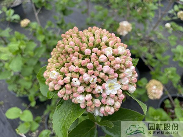 电竞比赛押注app