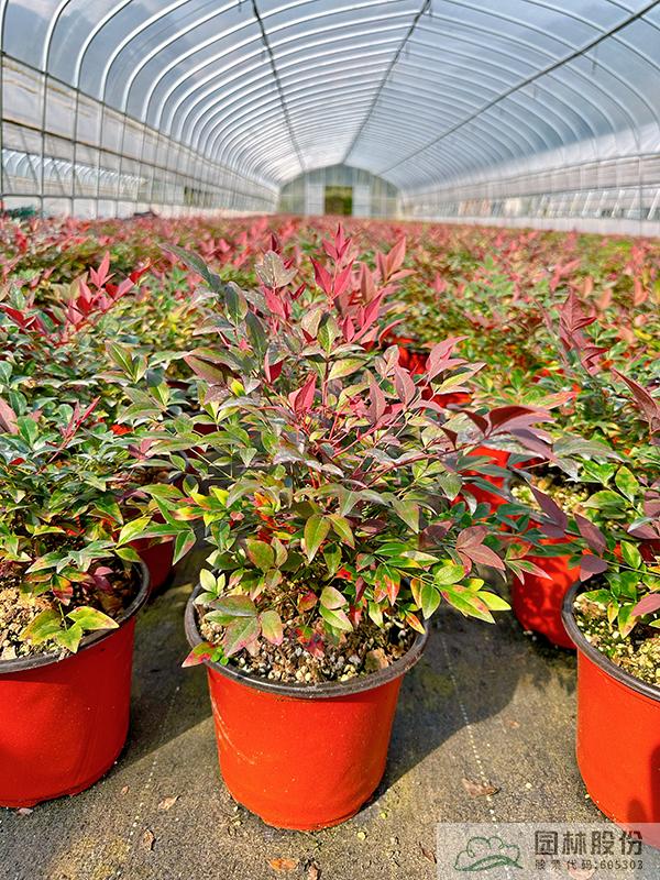 电竞比赛押注app