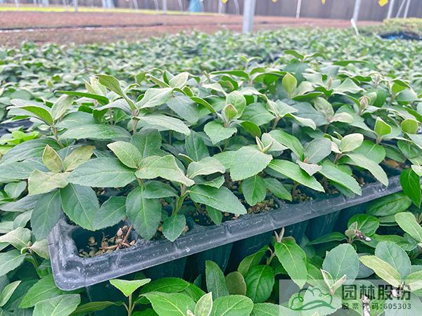 电竞比赛押注app