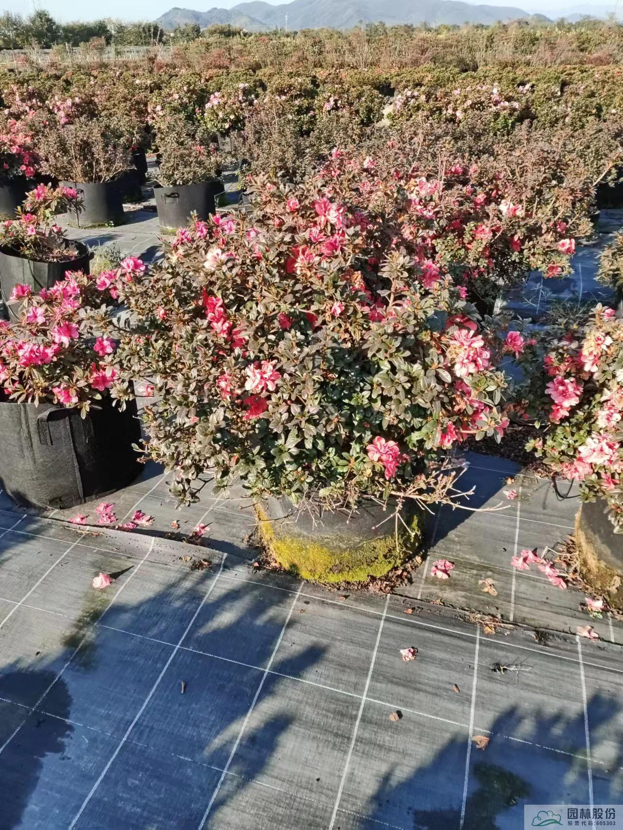 电竞比赛押注app