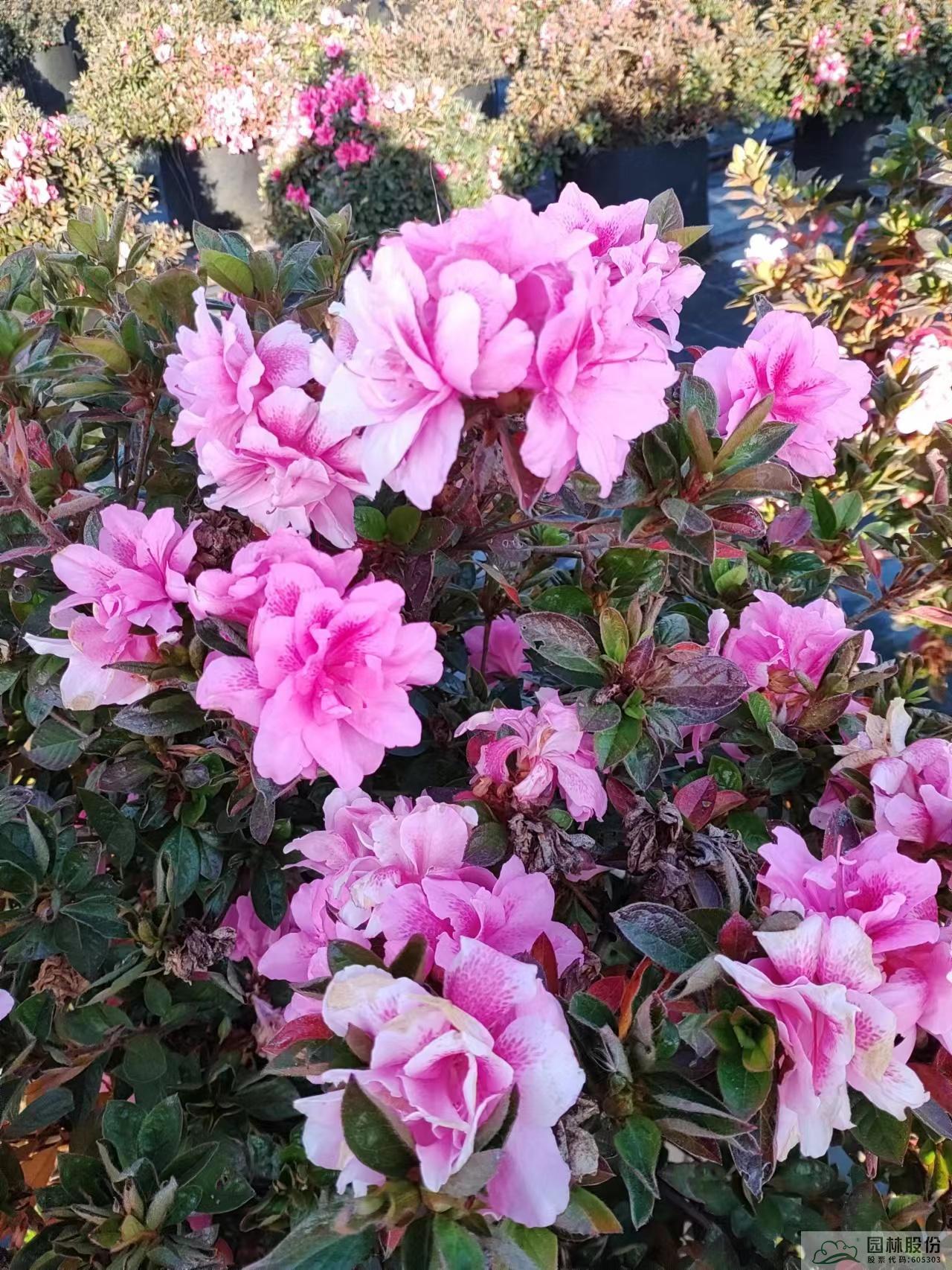 电竞比赛押注app