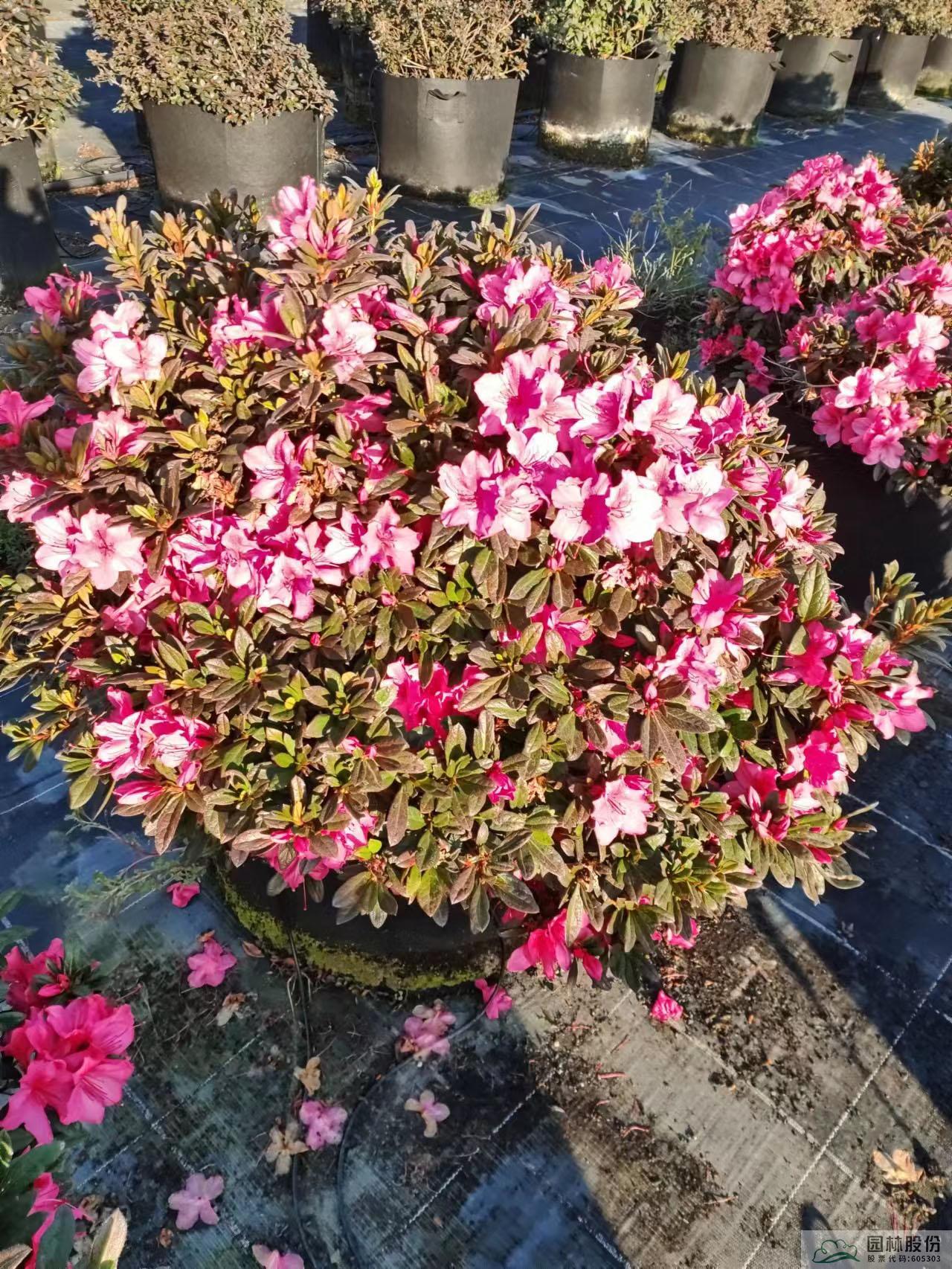 电竞比赛押注app