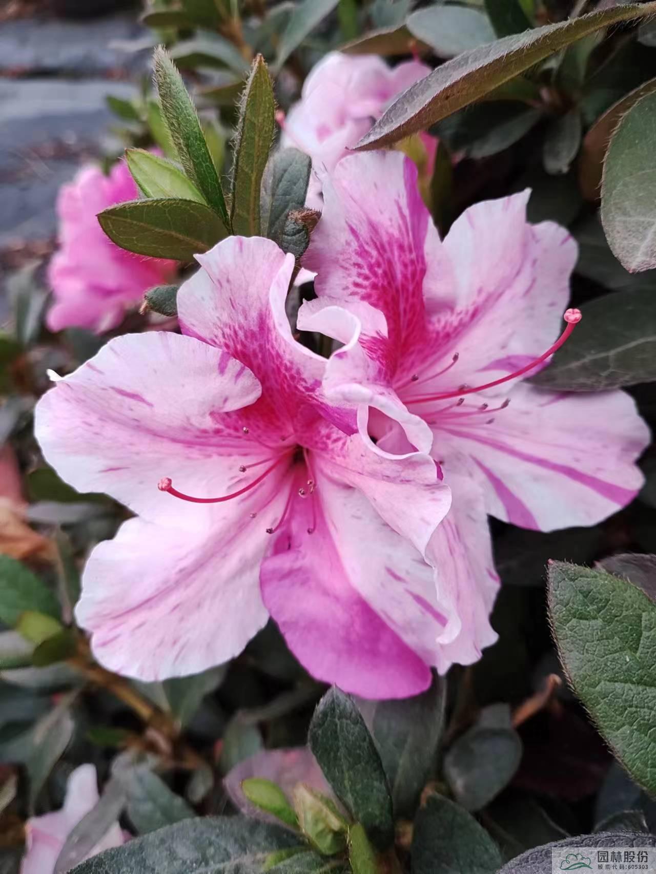 电竞比赛押注app