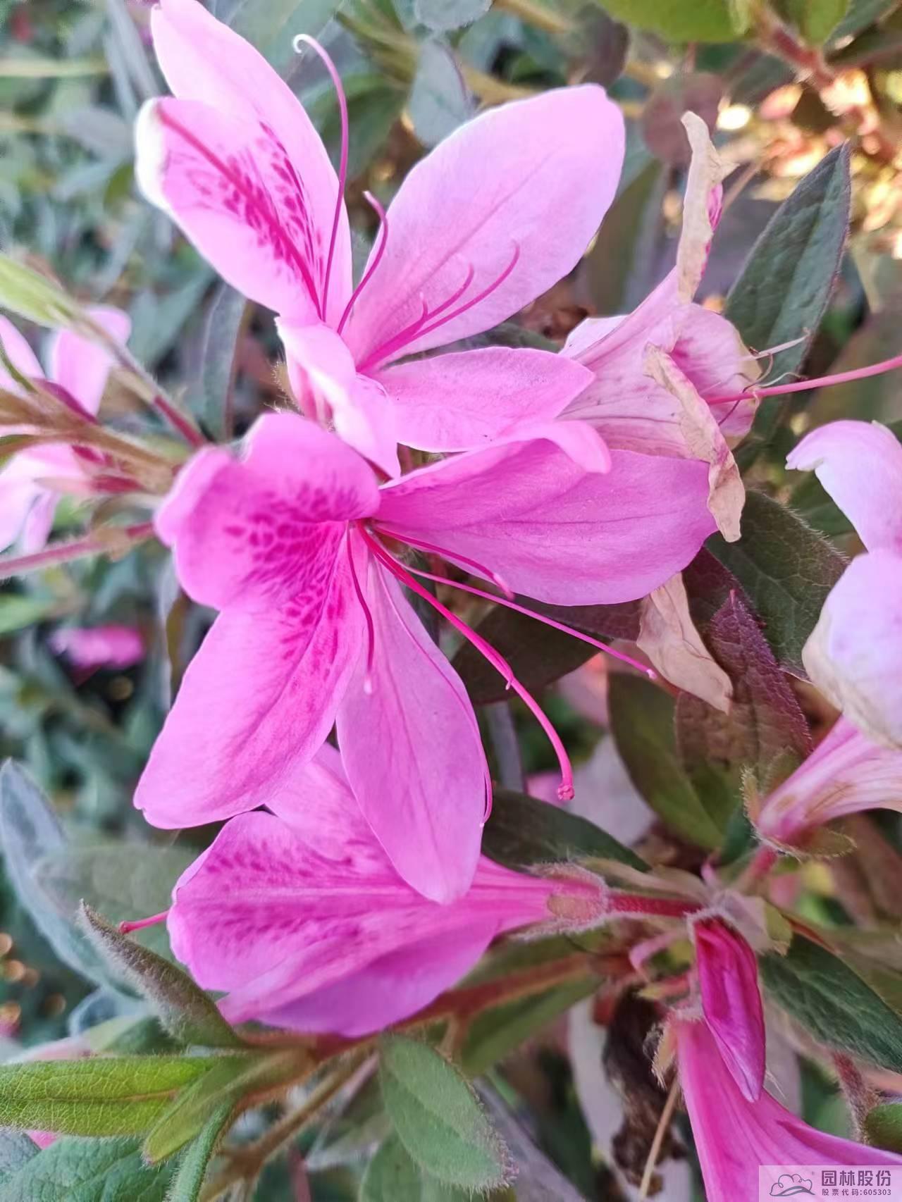 电竞比赛押注app