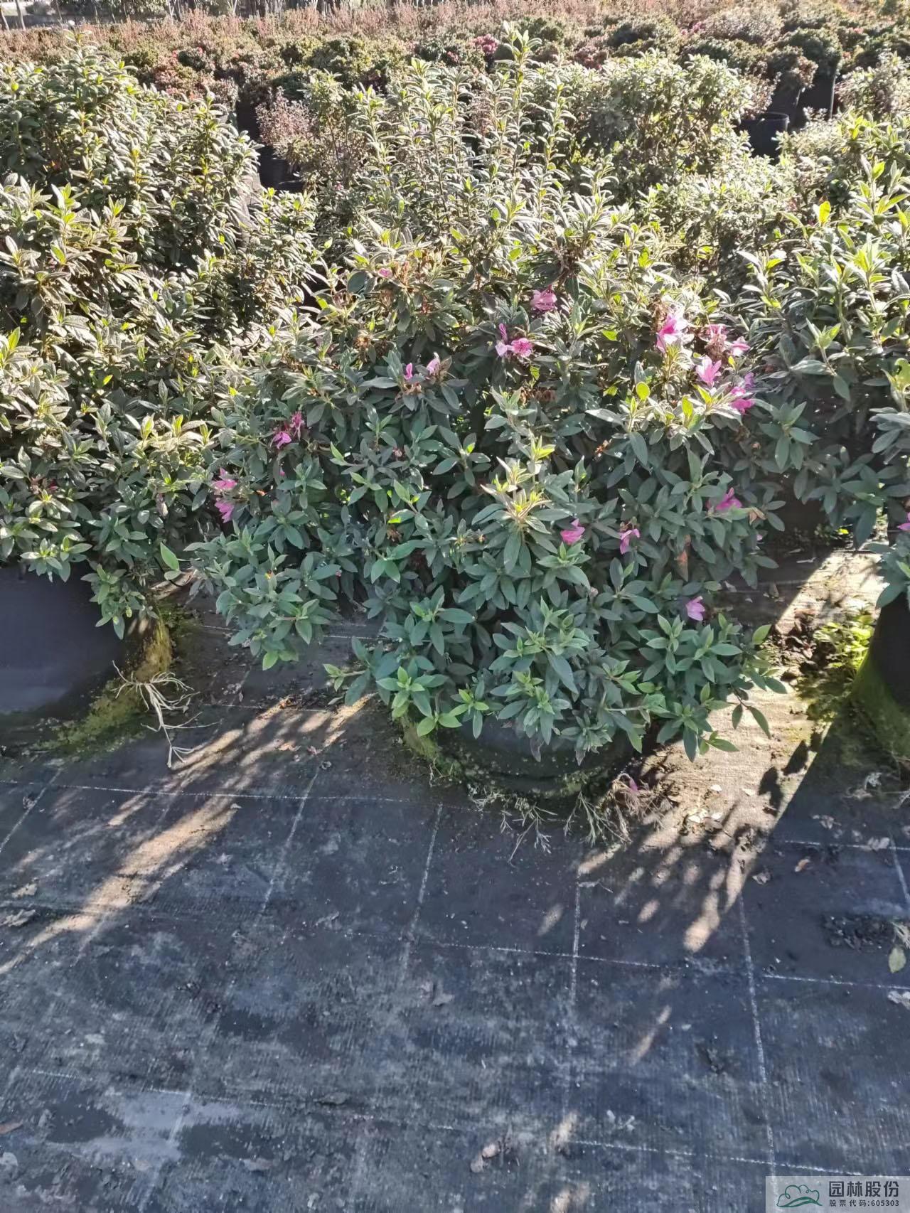 电竞比赛押注app