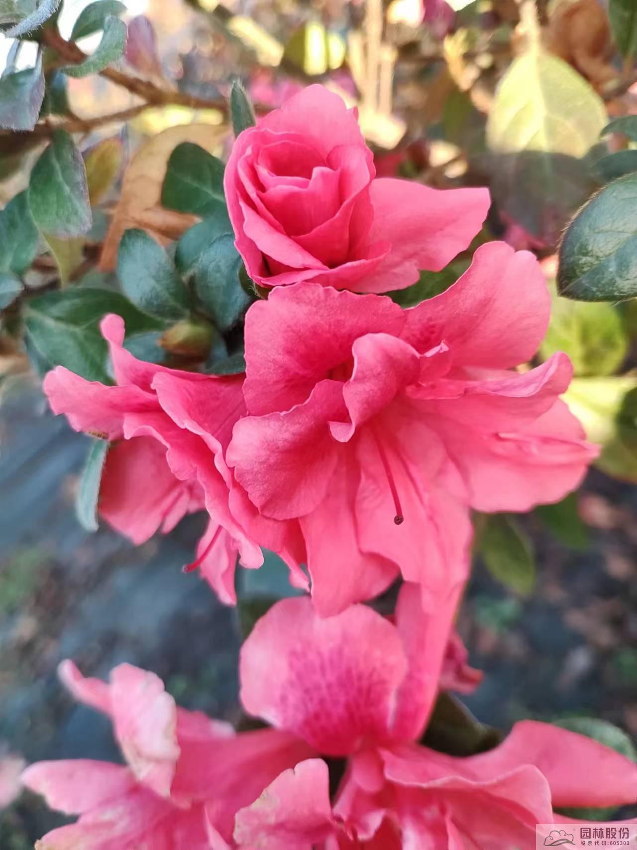 电竞比赛押注app