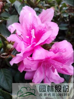 电竞比赛押注app