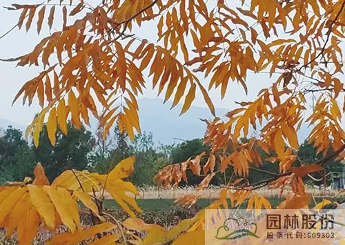 电竞比赛押注app