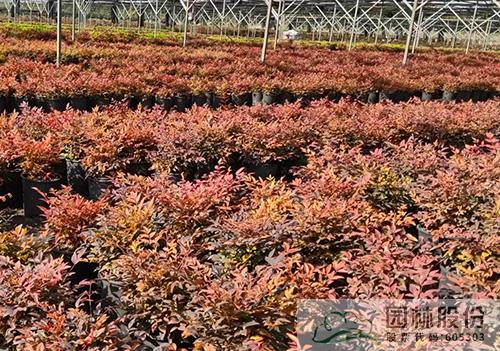 电竞比赛押注app