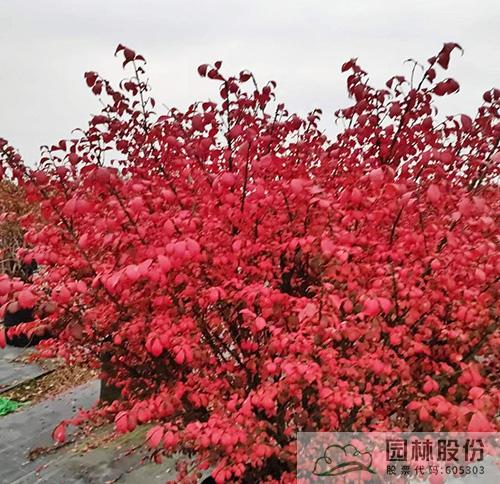 电竞比赛押注app