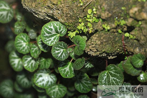 电竞比赛押注app