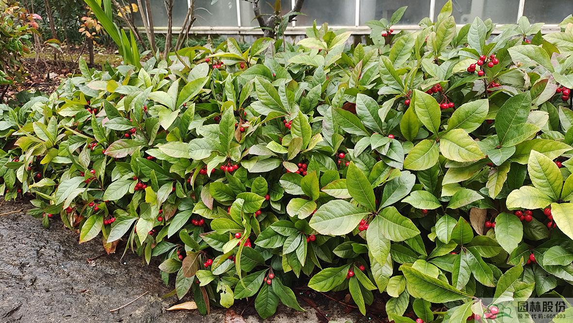 电竞比赛押注app