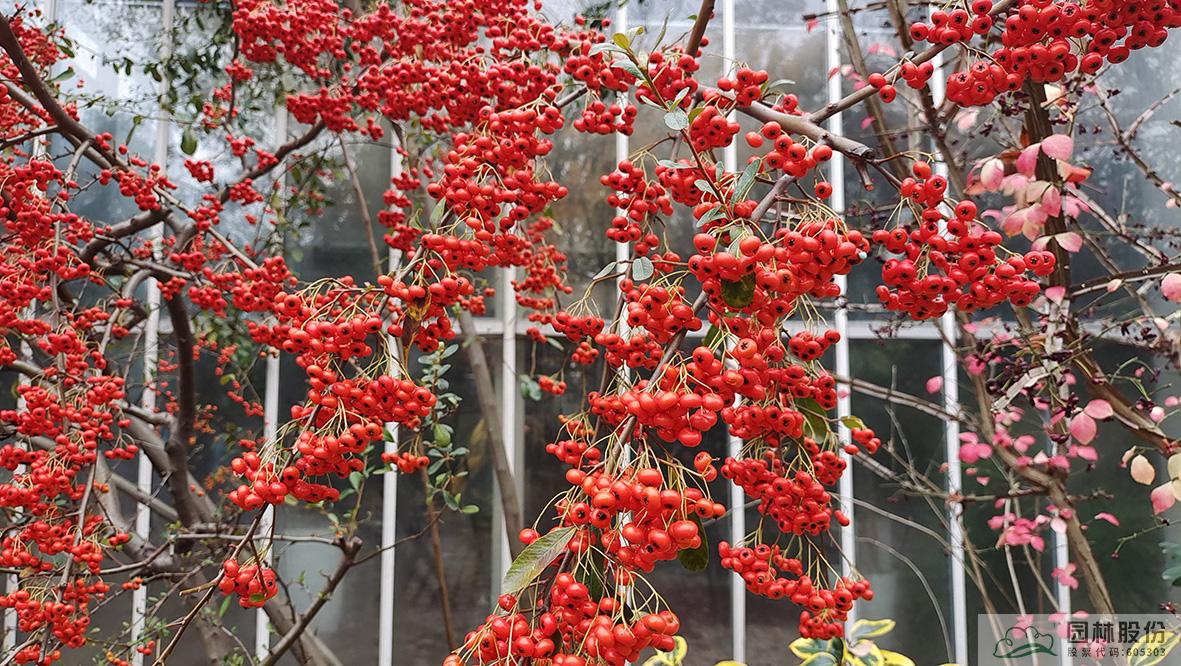 电竞比赛押注app