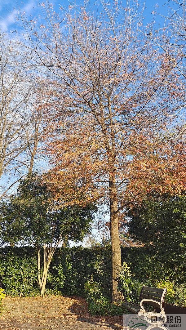 电竞比赛押注app