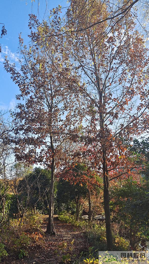 电竞比赛押注app