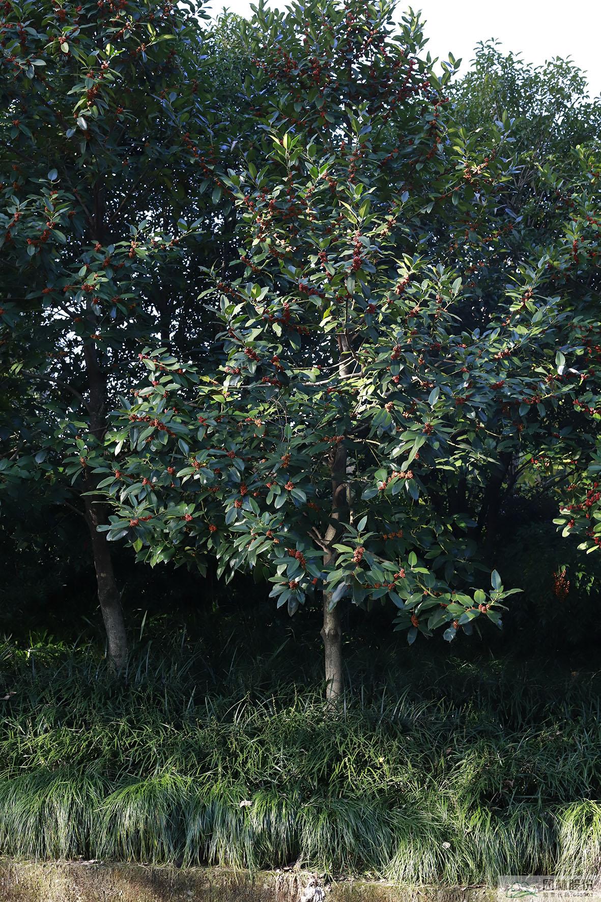 电竞比赛押注app