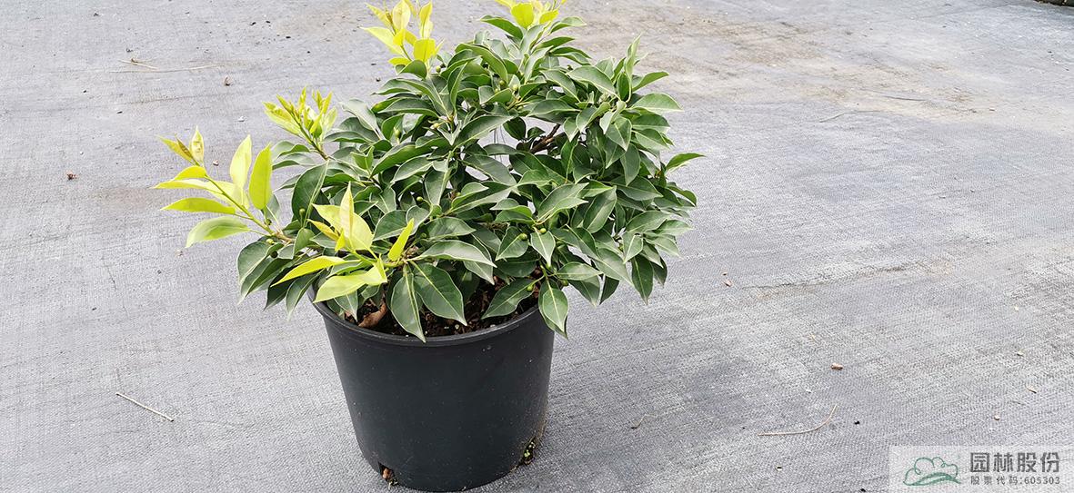 电竞比赛押注app