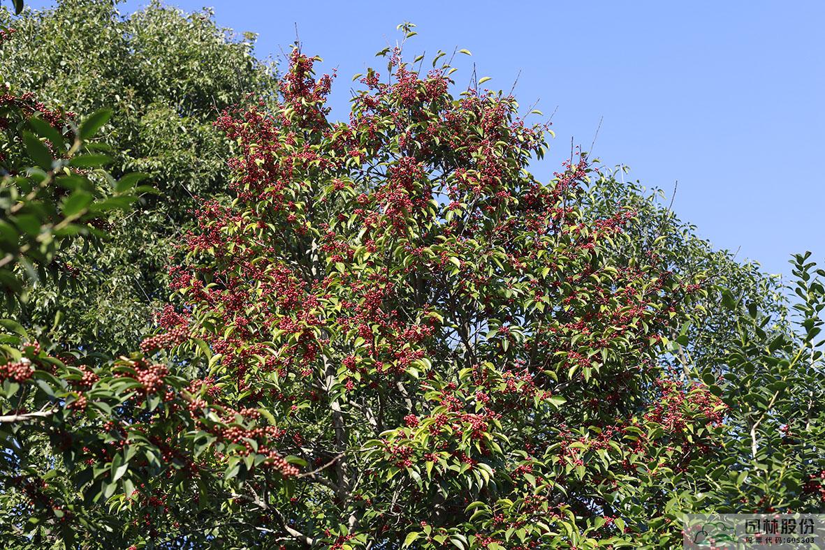 电竞比赛押注app