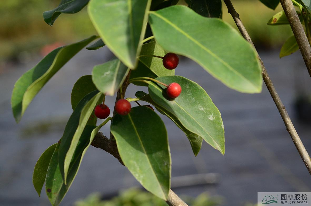 电竞比赛押注app