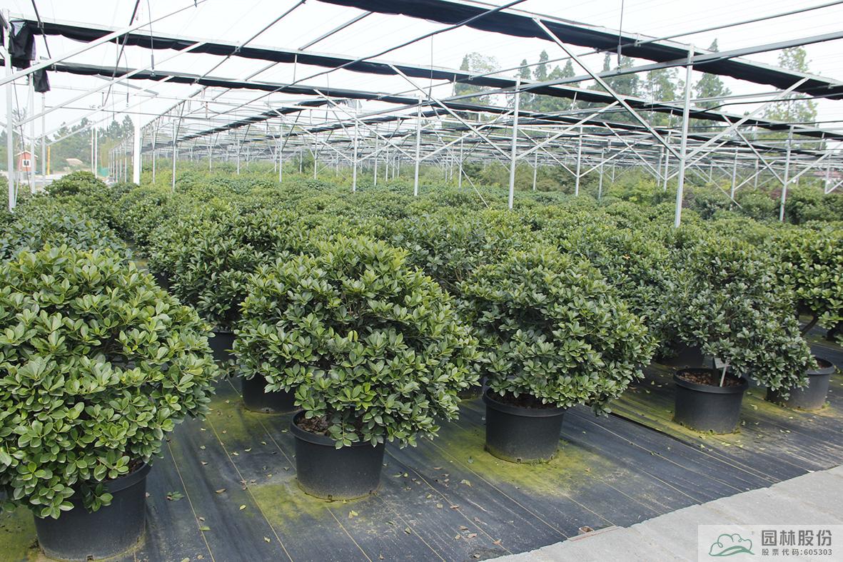 电竞比赛押注app