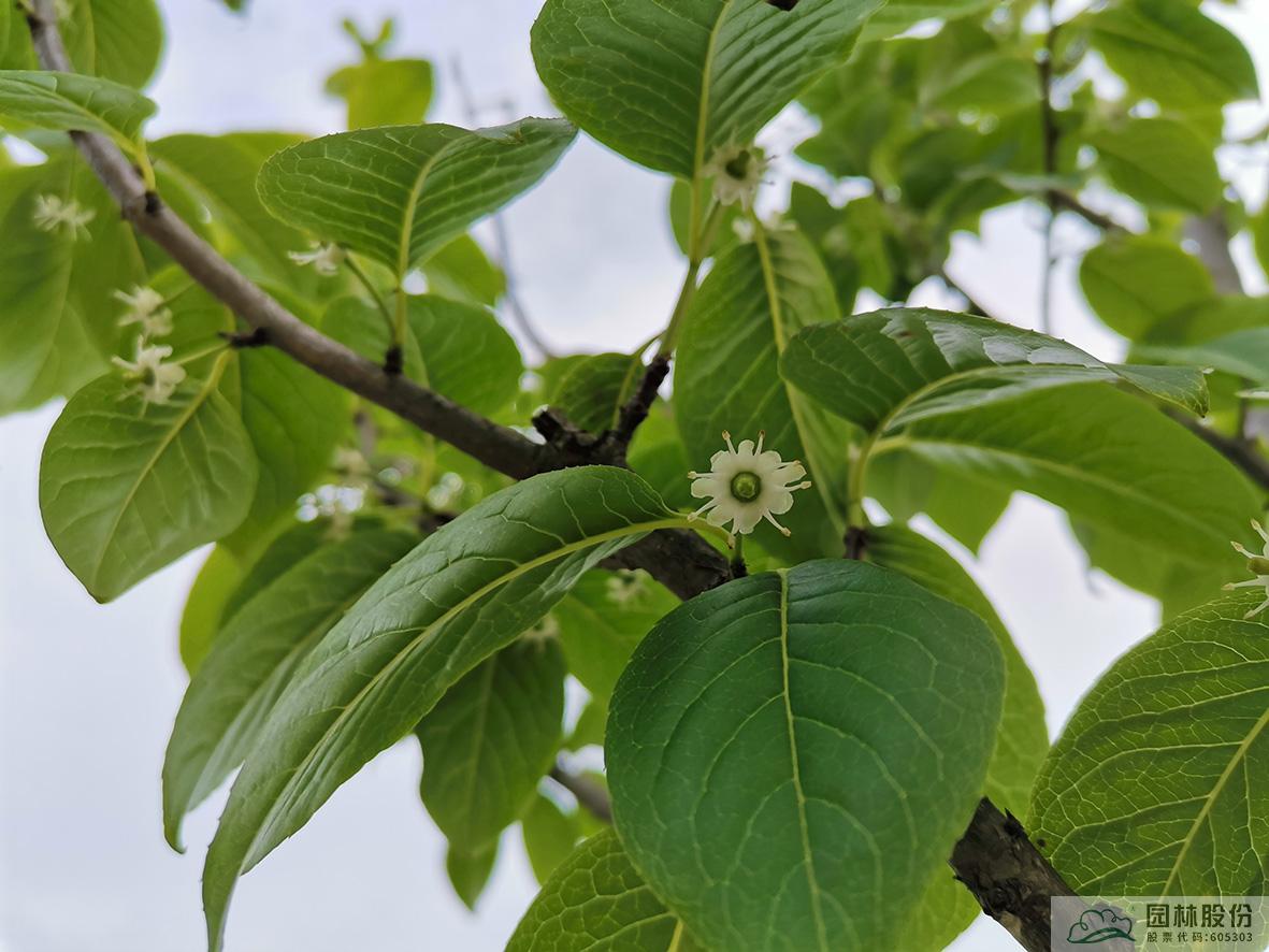 电竞比赛押注app