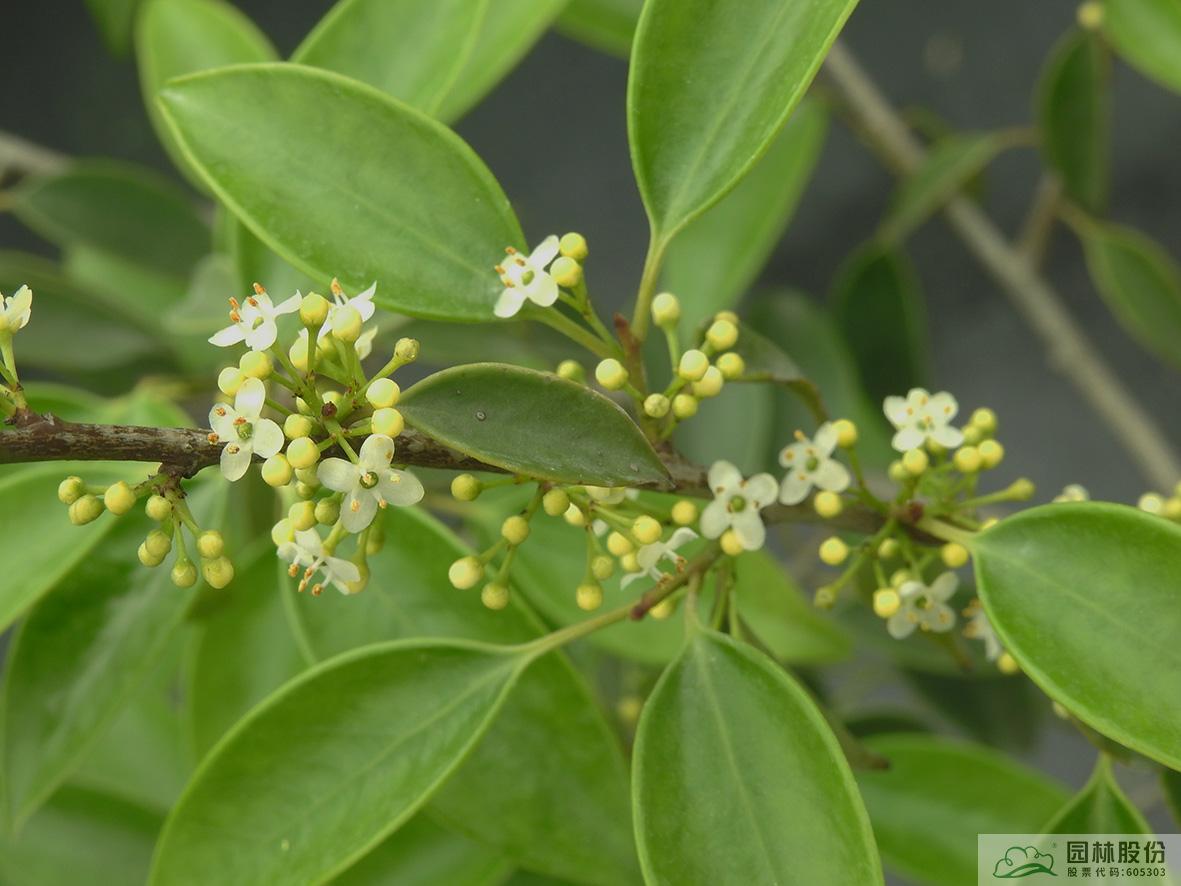 电竞比赛押注app