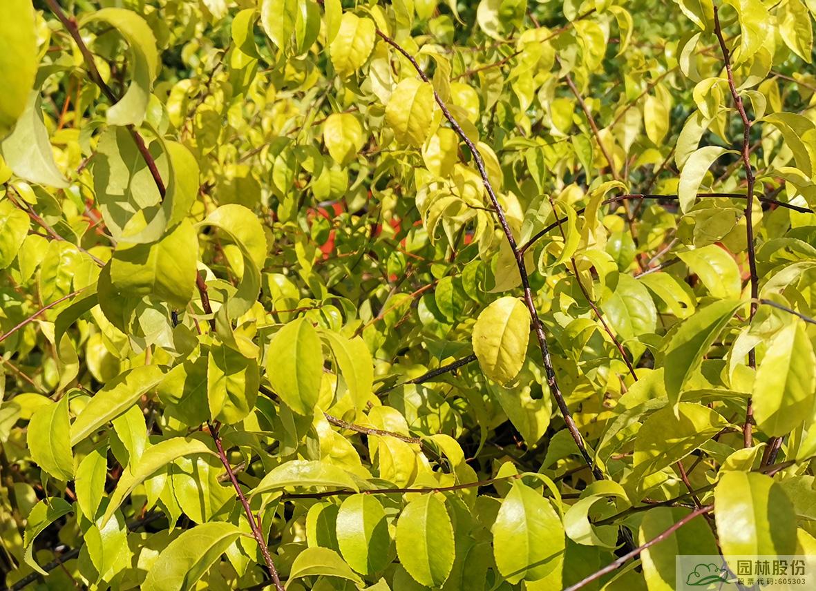 电竞比赛押注app