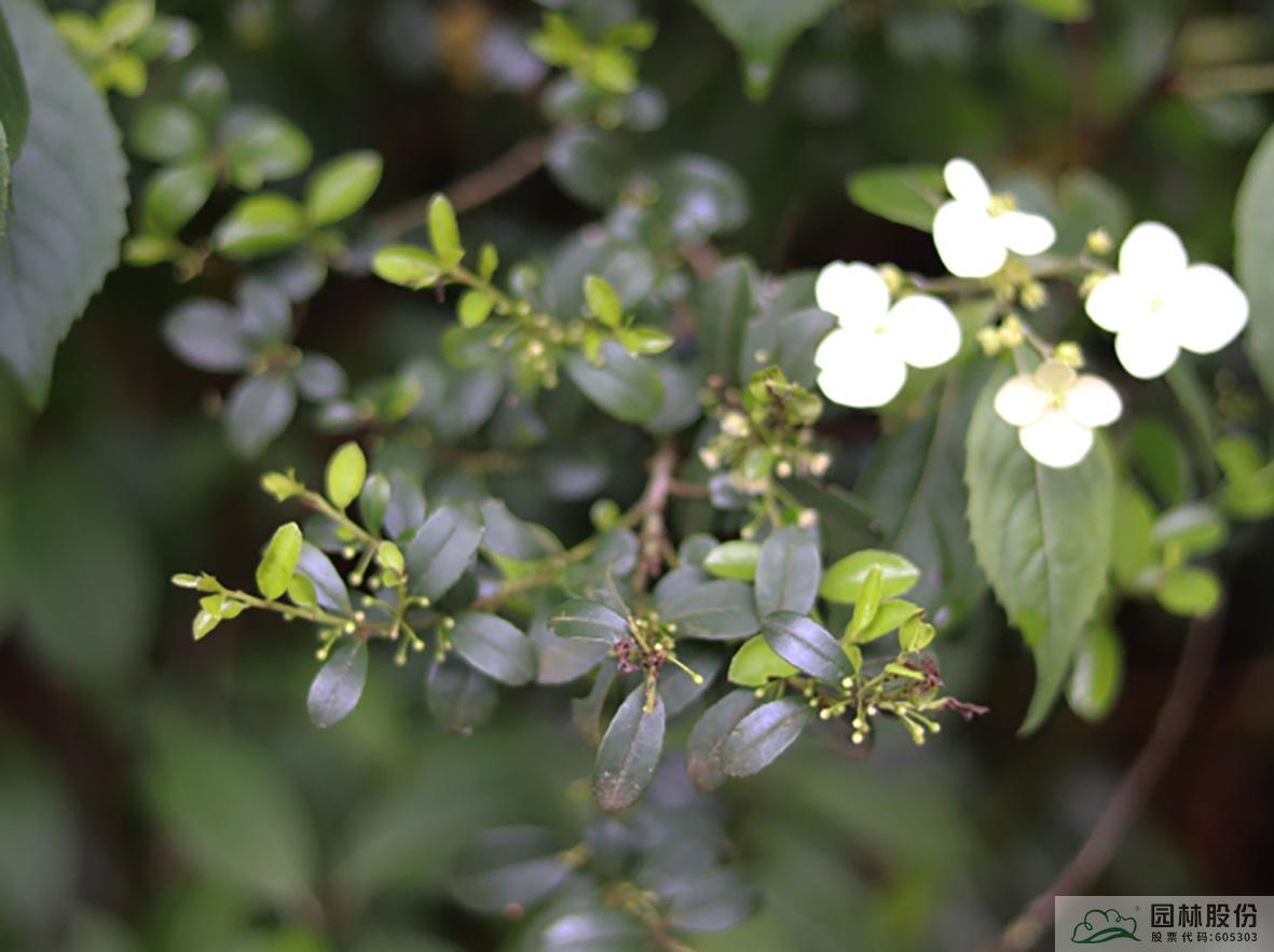 电竞比赛押注app