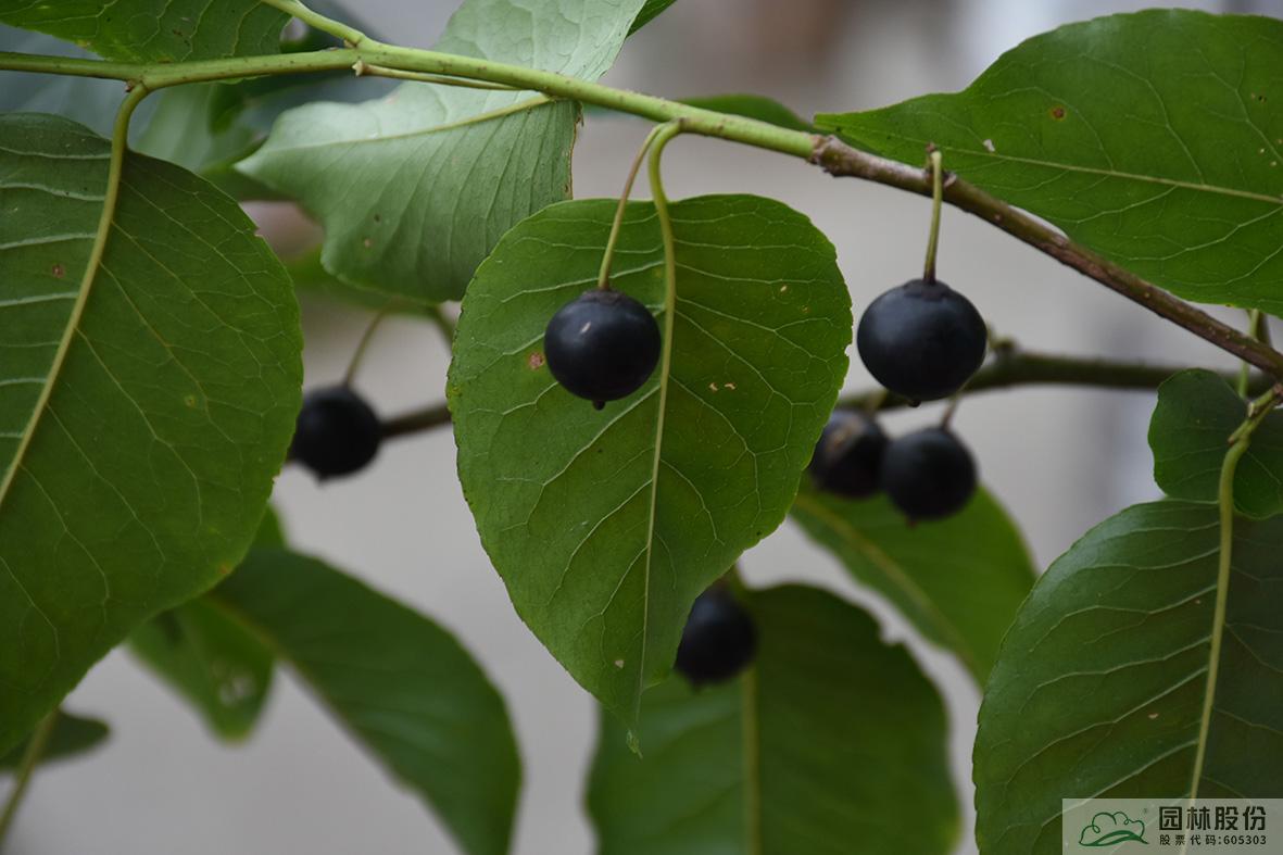 电竞比赛押注app