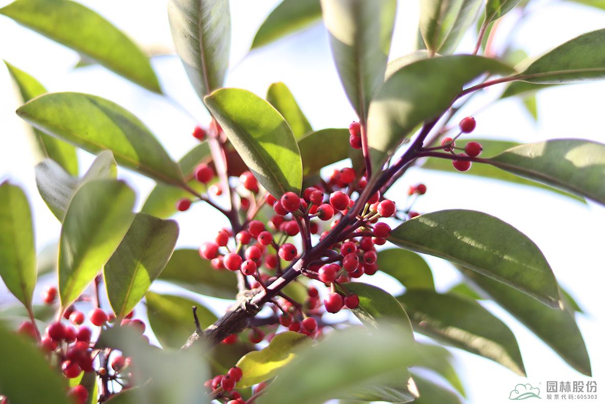 电竞比赛押注app