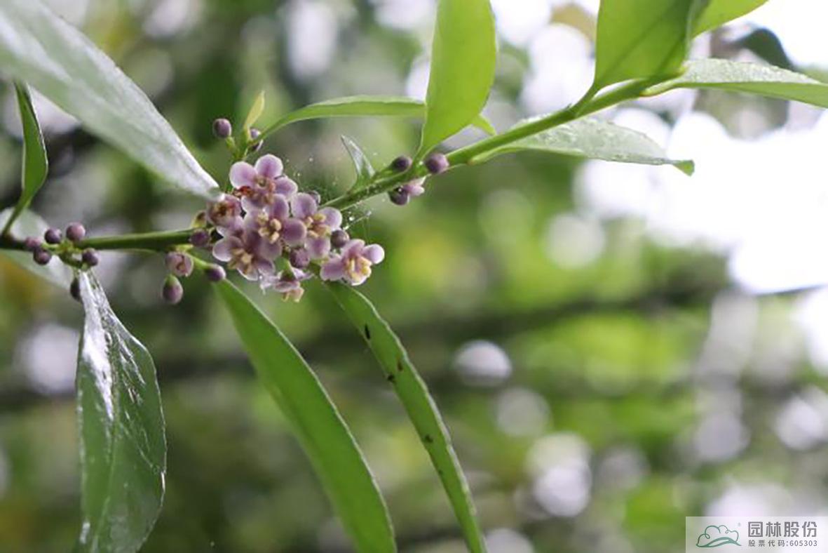 电竞比赛押注app