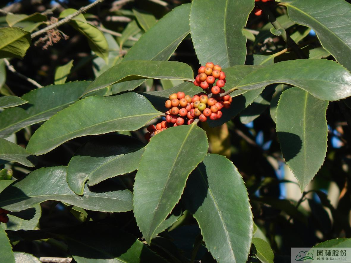 电竞比赛押注app