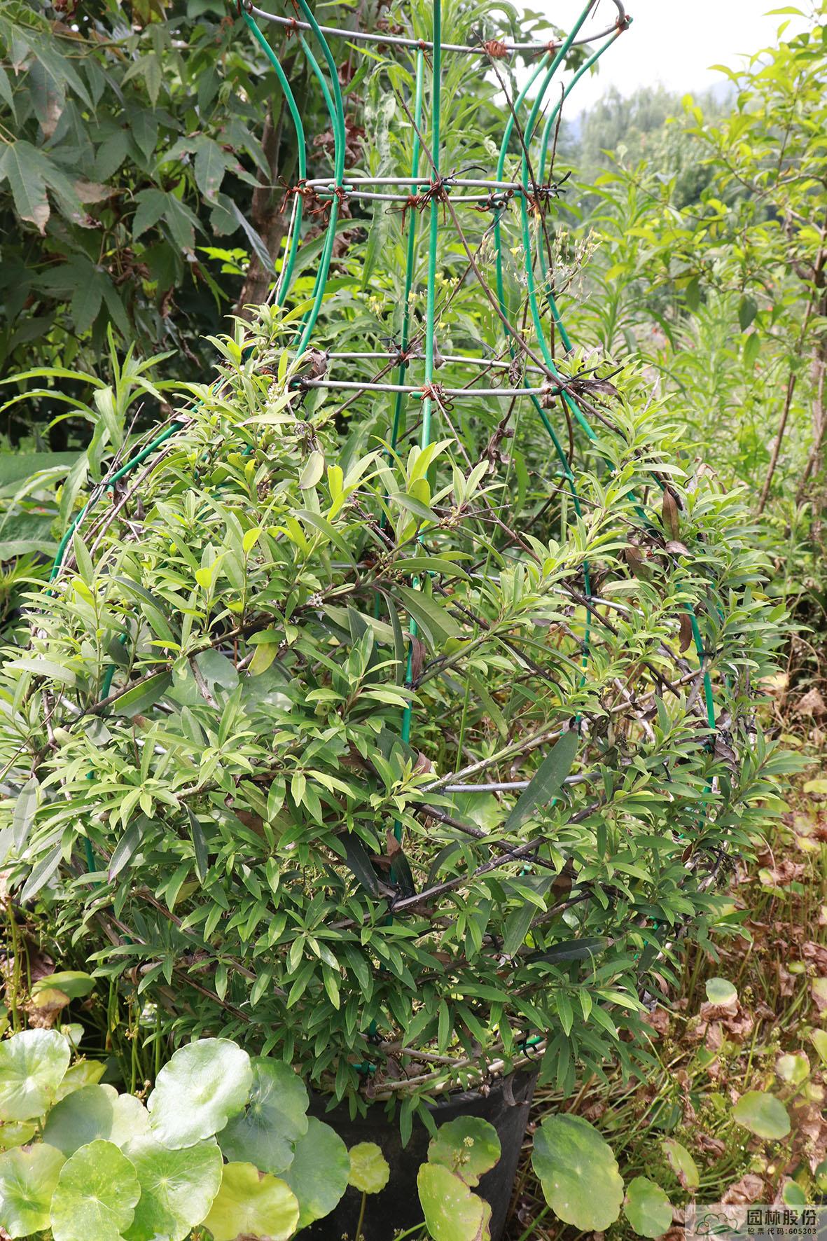 电竞比赛押注app