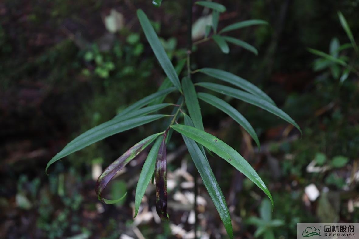 电竞比赛押注app