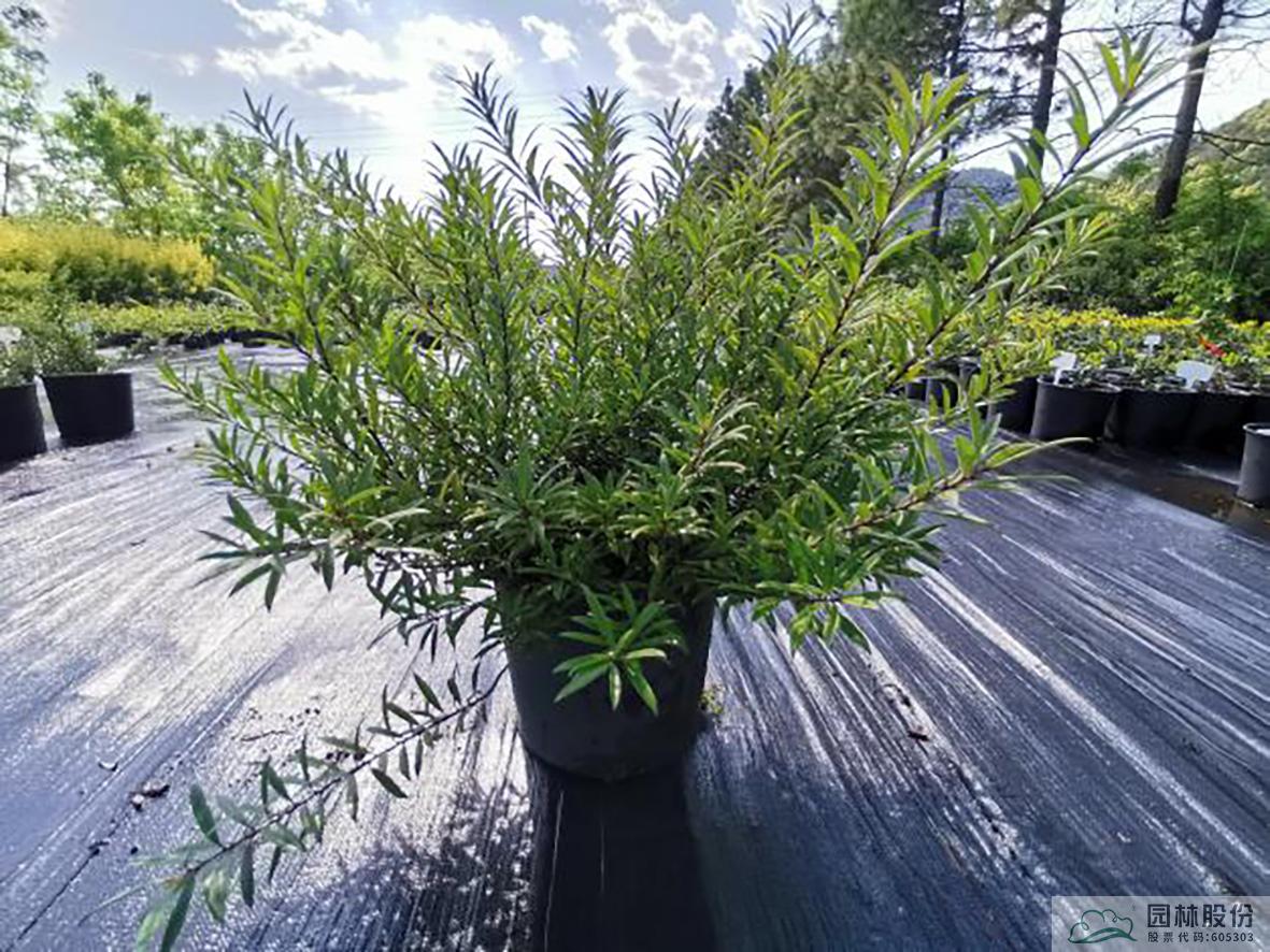 电竞比赛押注app