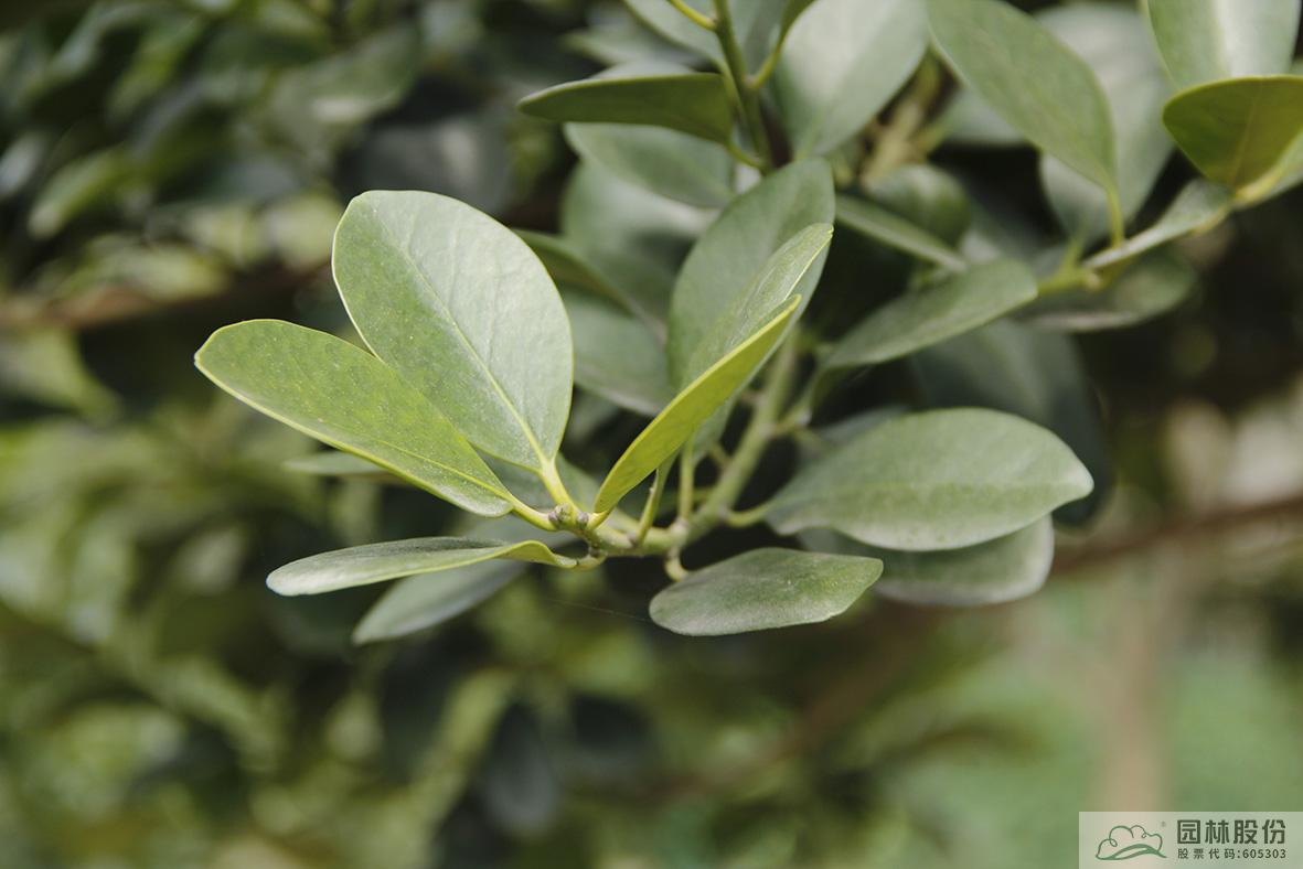 电竞比赛押注app