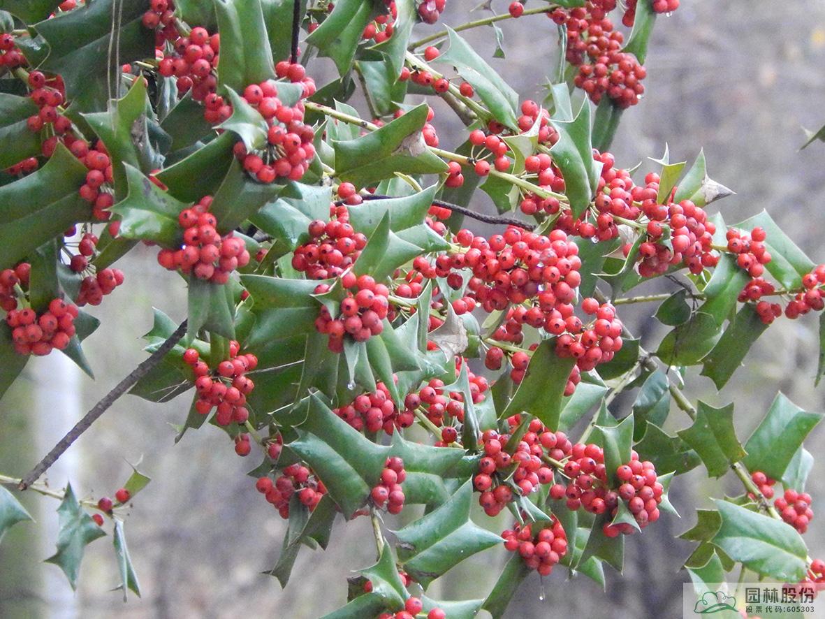 电竞比赛押注app