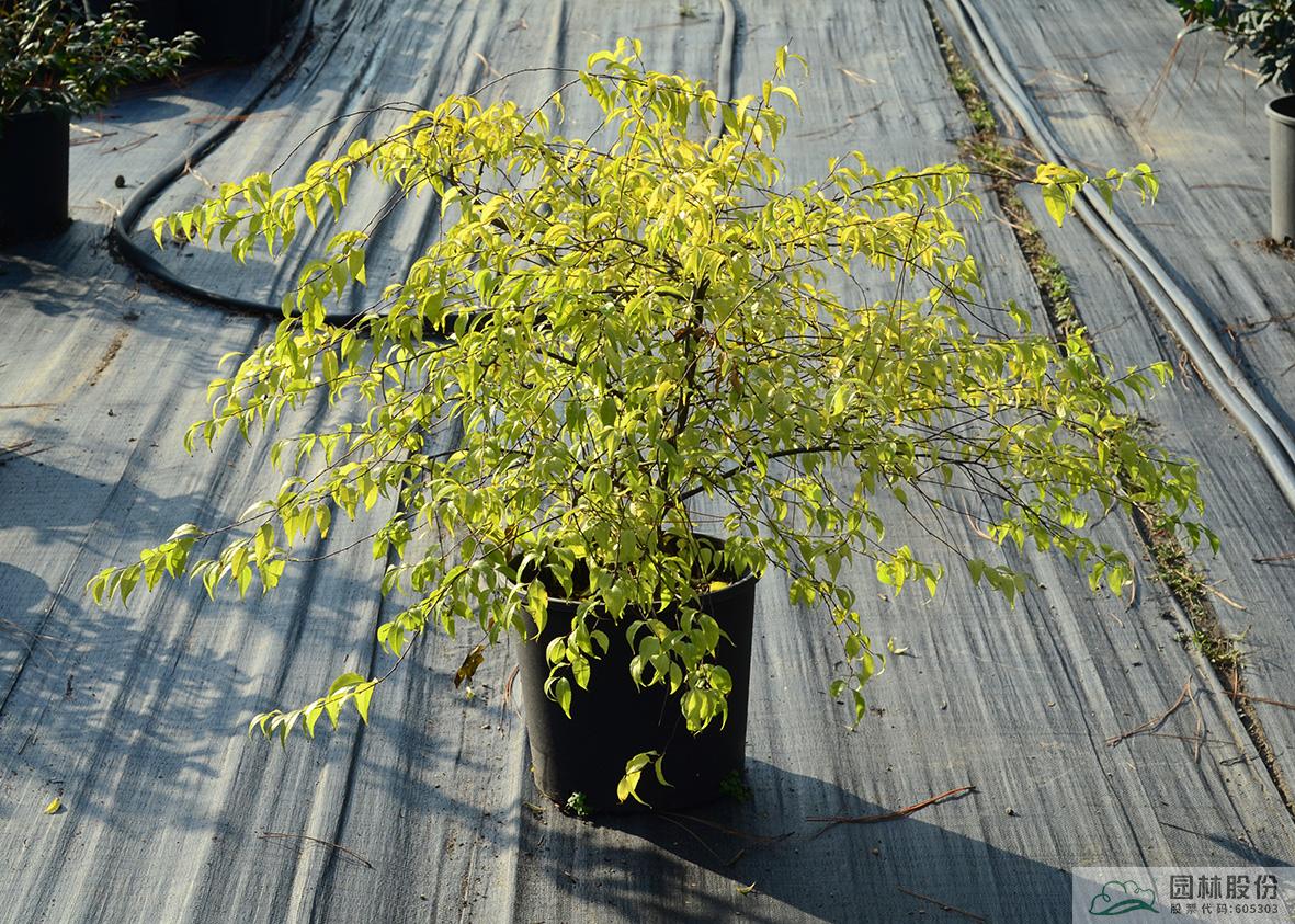 电竞比赛押注app