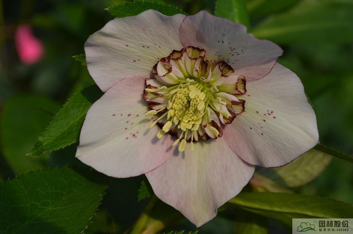 电竞比赛押注app