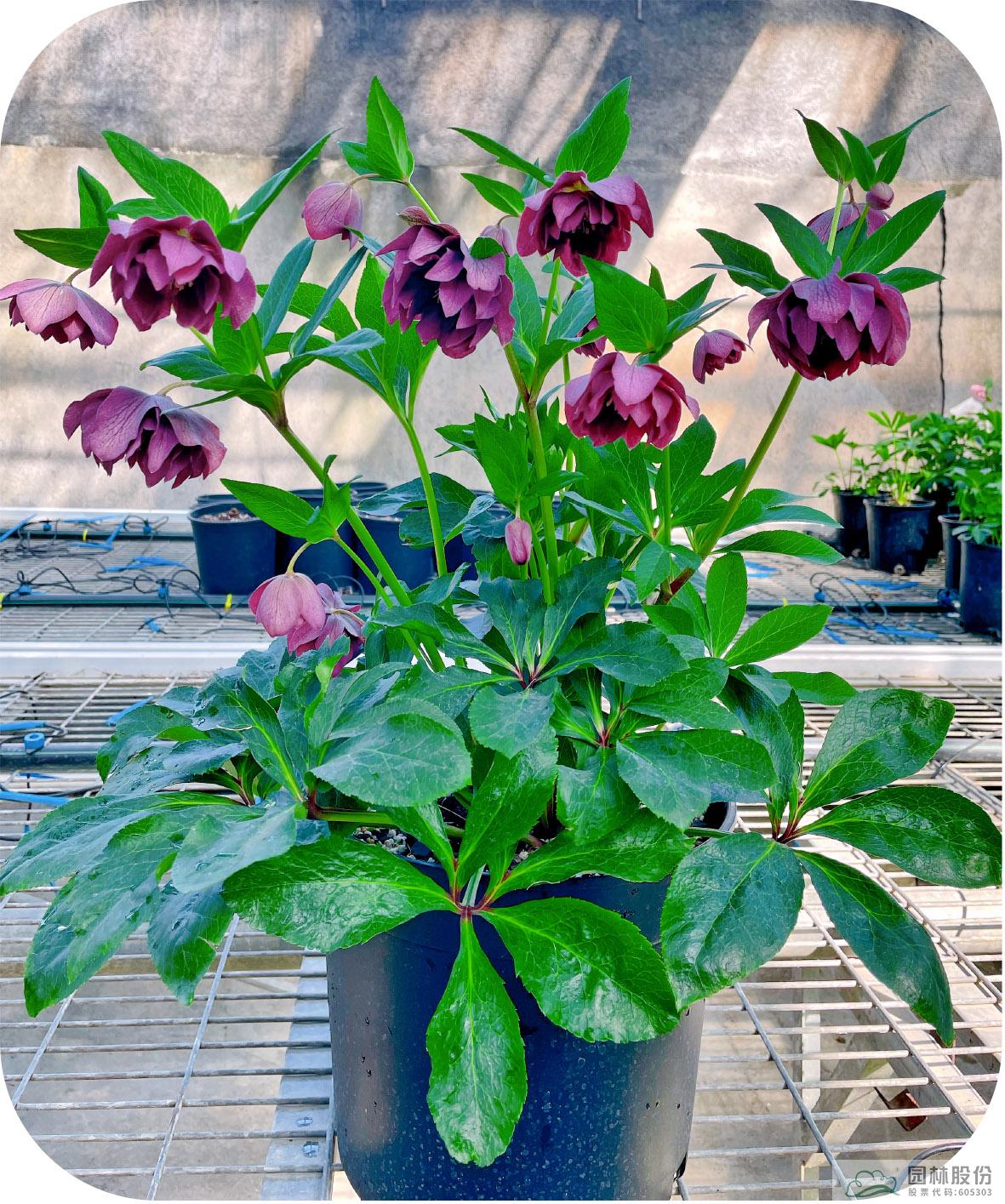 电竞比赛押注app